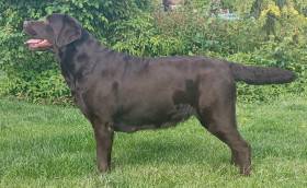 CZCH. Mamma Mia Tetřeví dvůr