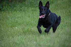 Orka z Jirosu (Německý ovčák)