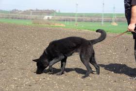 Orka z Jirosu (Německý ovčák)