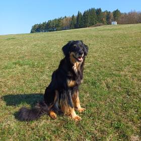 Quira z Páralovy zahrady (Hovawart)