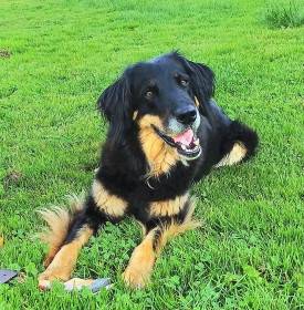 Quira z Páralovy zahrady (Hovawart)