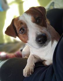 Kelly Pylades (Jack Russell teriér)