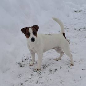 Kelly Pylades (Jack Russell teriér)