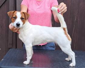 Kelly Pylades (Jack Russell teriér)