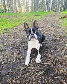 B-Zorrinka Černá kněžna (Bostonský teriér)