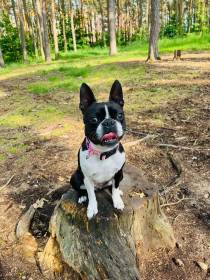 B-Zorrinka Černá kněžna (Bostonský teriér)