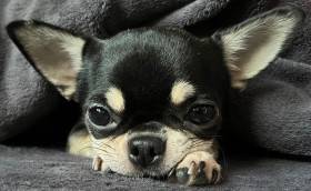 Nuebby z Chaloupky pod smrky (Čivava)