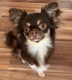 Querida Issy Cacao  Abonito (Čivava)