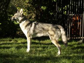 Melody Čierny ónyx (Československý vlčák)