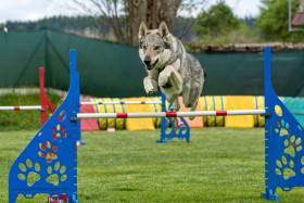 Melody Čierny ónyx (Československý vlčák)