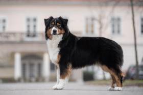 Australský ovčák - Aussieland