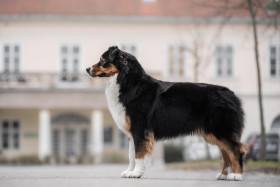 Australský ovčák - Aussieland