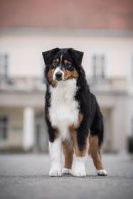 Australský ovčák - Aussieland