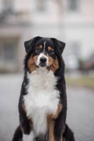 Australský ovčák - Aussieland