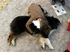 Australský ovčák canisterapie - Aussieland