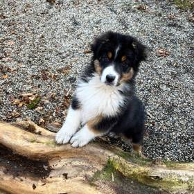 Australský ovčák - Aussieland