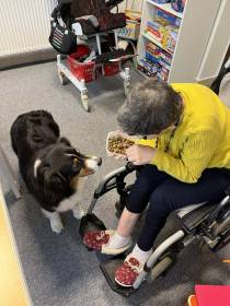 Australský ovčák canisterapie - Aussieland