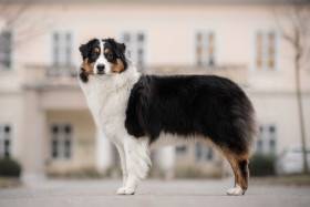 Australský ovčák - Aussieland