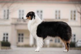 Australský ovčák - Aussieland