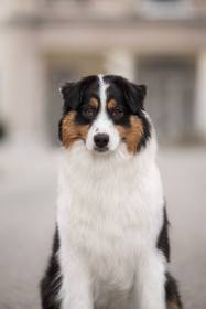 Australský ovčák - Aussieland