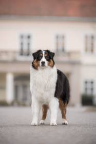 Australský ovčák - Aussieland