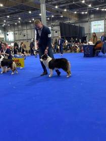 Australský ovčák - Aussieland