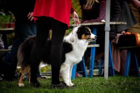 Australský ovčák - Aussieland