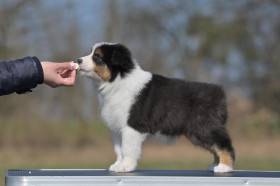 Australský ovčák - Aussieland