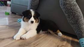 Australský ovčák - Aussieland