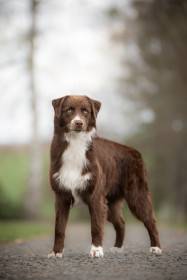 Australský ovčák - Aussieland