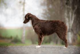 Australský ovčák - Aussieland