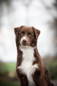 Australský ovčák - Aussieland