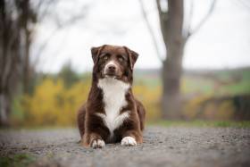 Australský ovčák - Aussieland