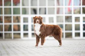 Australský ovčák - Aussieland