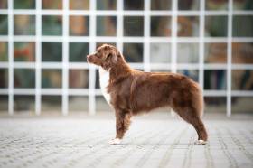 Australský ovčák - Aussieland