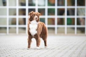 Australský ovčák - Aussieland