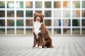 Australský ovčák - Aussieland