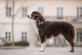 Miniaturní americký ovčák - Aussieland