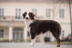 Miniaturní americký ovčák - Aussieland