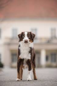 Miniaturní americký ovčák - Aussieland