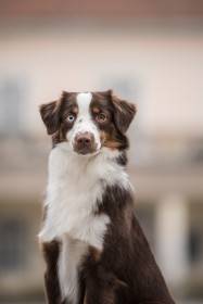 Miniaturní americký ovčák - Aussieland