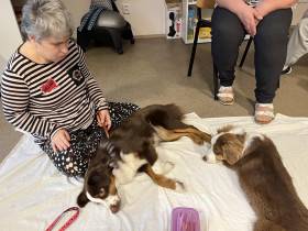 Miniaturní americký ovčák canisterapie - Aussieland