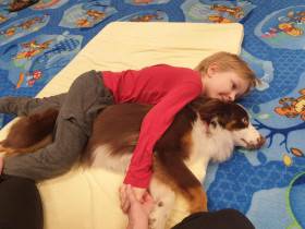 Miniaturní americký ovčák canisterapie - Aussieland