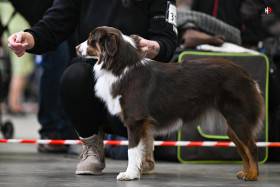 Miniaturní americký ovčák - Aussieland