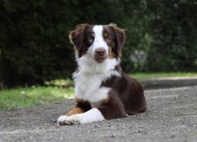 Miniaturní americký ovčák - Aussieland