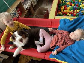 Miniaturní americký ovčák canisterapie - Aussieland