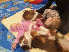 Miniaturní americký ovčák canisterapie - Aussieland