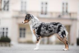 Miniaturní americký ovčák - Aussieland