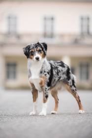 Miniaturní americký ovčák - Aussieland