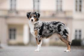 Miniaturní americký ovčák - Aussieland